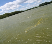 SwensonLakeJune 2009 698